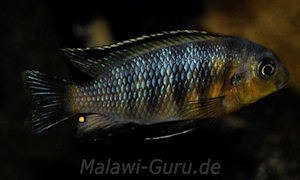 Tropheops tropheops im Steckbrief Tropheops tropheops